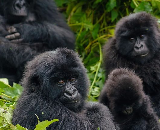 Gorilla Trekking Rwanda