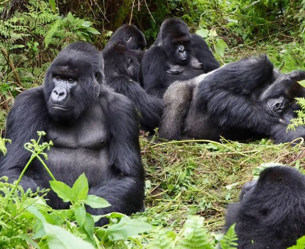 Queen & Bwindi Gorillas